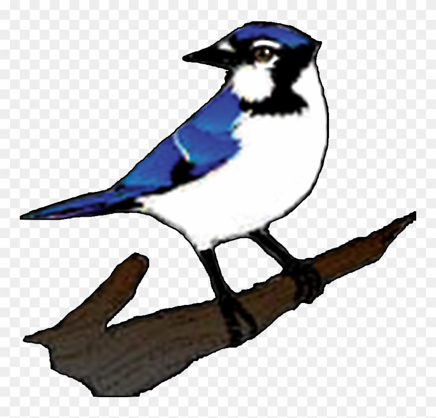 The Great Lakes Forestry Centre Is The Largest Canadian - Blue Jay Vector Png Clipart