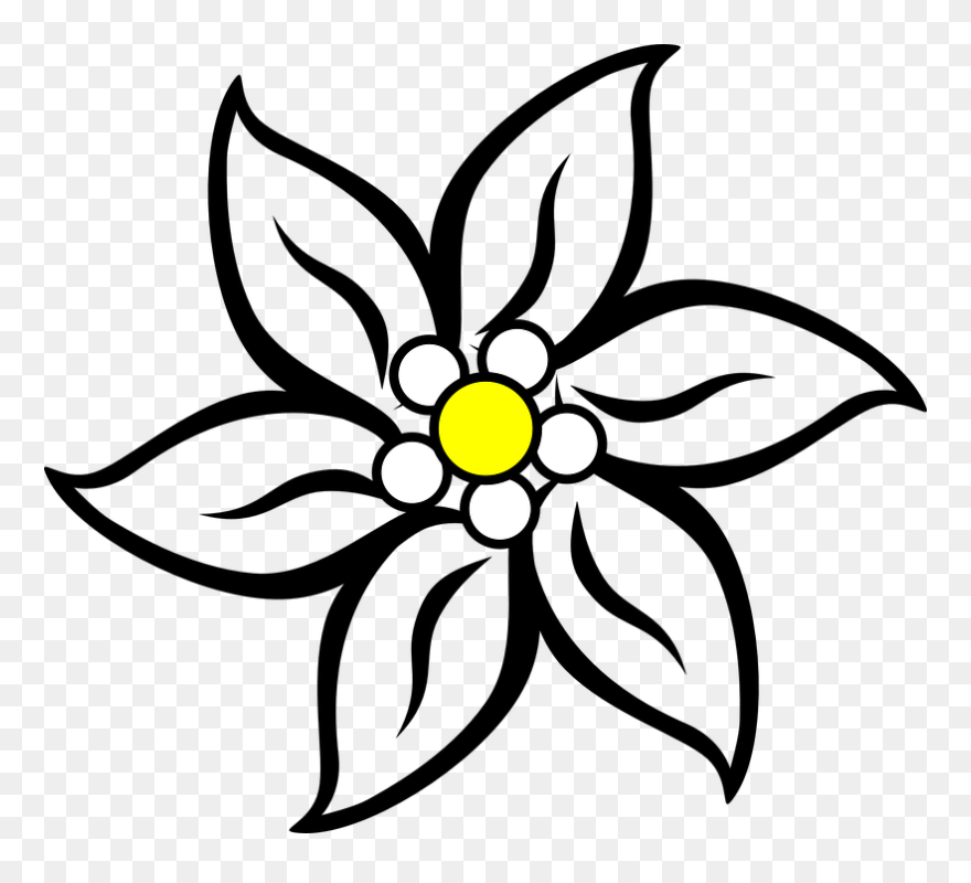 Narcissus Drawing Edelweiss Flower Jpg Stock - Edelweiss Clipart - Png Download