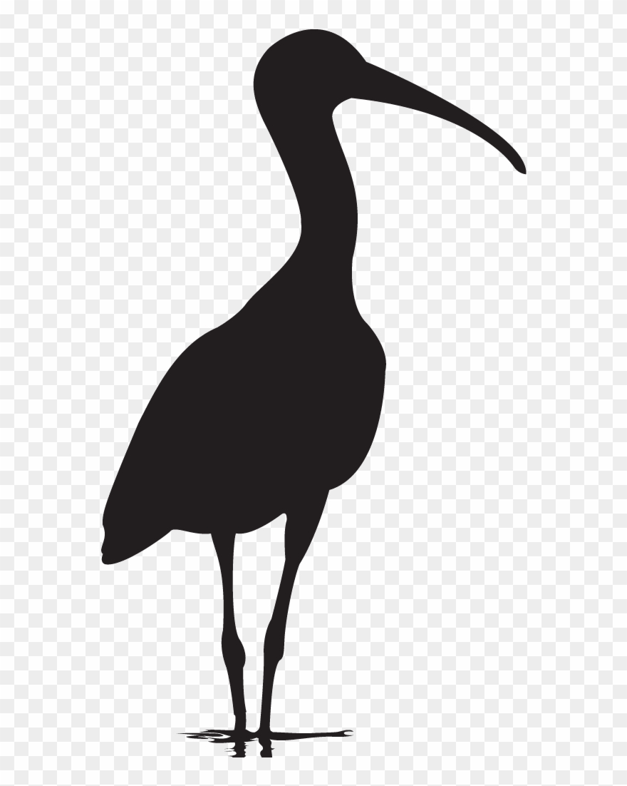 Bird With Long Neck - American White Ibis Clipart
