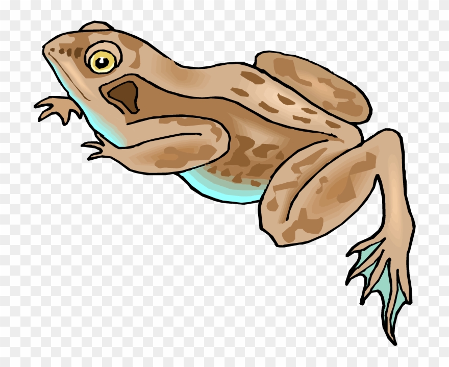 Frog - Brown Frog Cartoon Clipart
