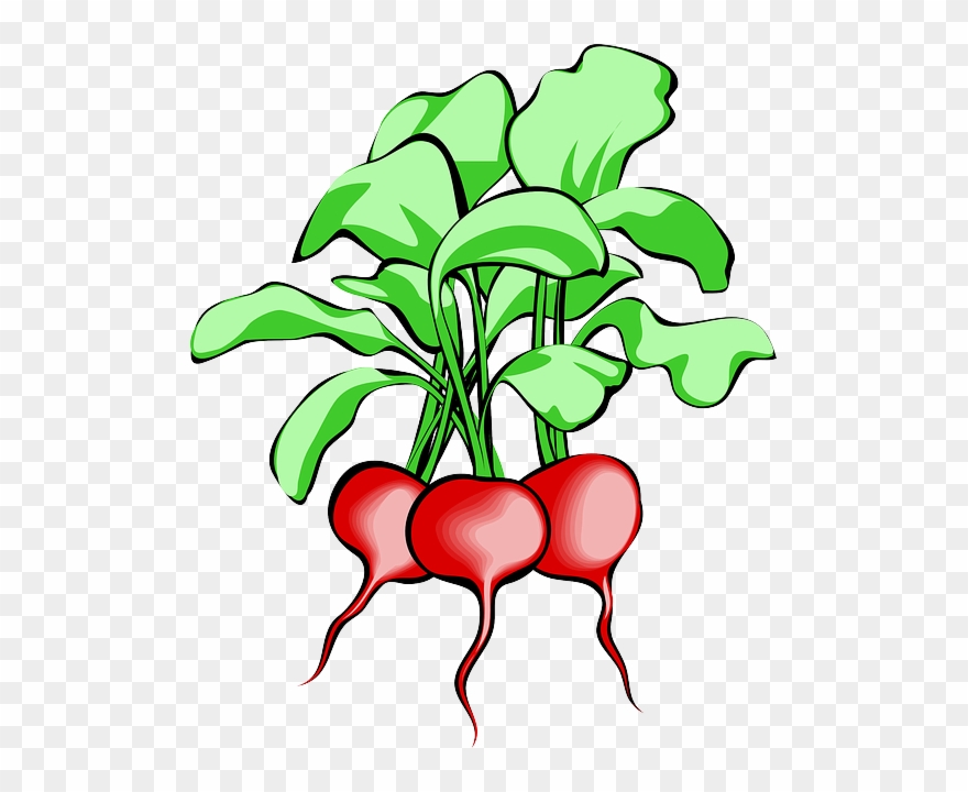 Beet, Beetroot, Vegetable, Root, Plant, Food, Raw - Beets Clipart - Png Download