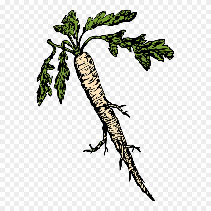 All Photo Png Clipart - Horseradish Clipart Transparent Png