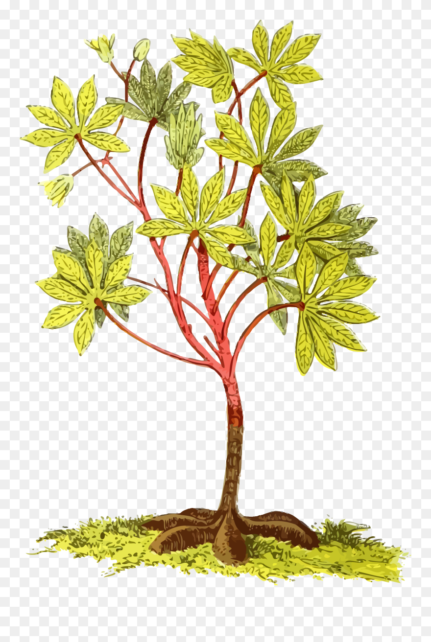 All Photo Png Clipart - Mata De Yuca Dibujo Transparent Png