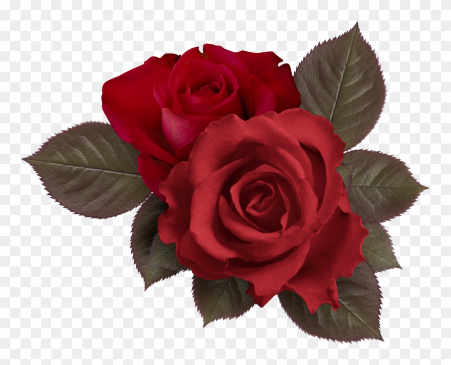 Clipart Roses Embroidery - Clip Art - Png Download