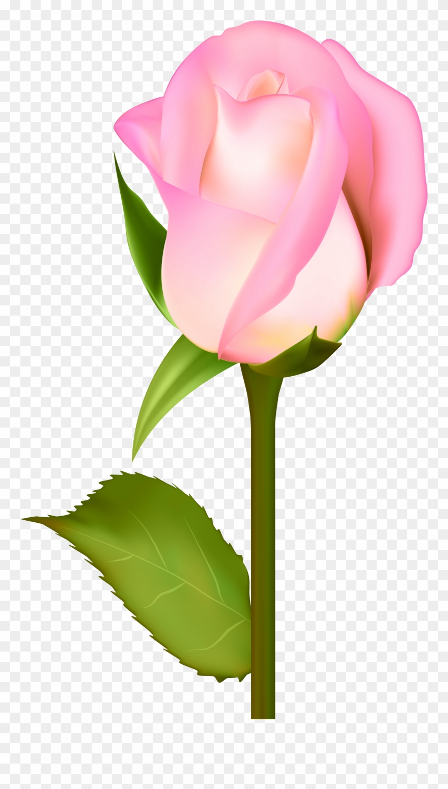 Beautiful Rose Transparent Clip Art Png Image Gallery - Portable Network Graphics