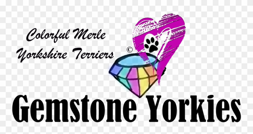 Yorkie Sires And Dams - Yorkshire Terrier Clipart