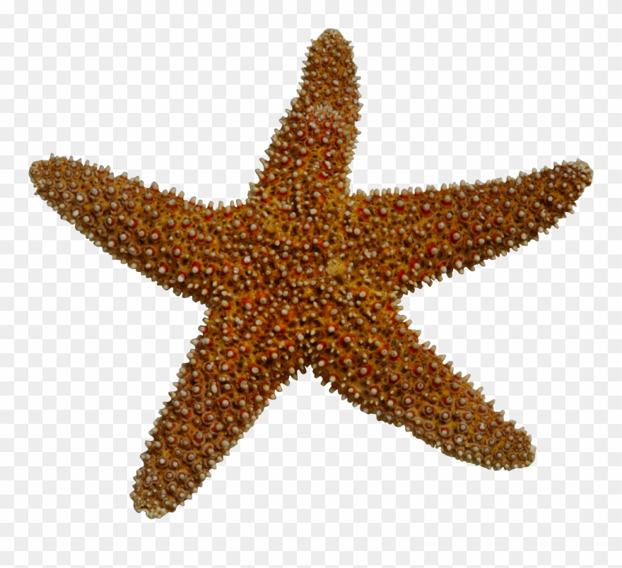 Realistic Clipart Starfish - Animales Invertebrados Estrella De Mar - Png Download