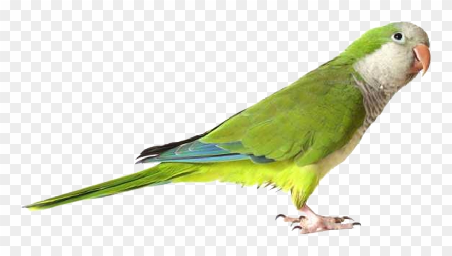 Parakeet Clipart Bill - Parrot Png Transparent Png