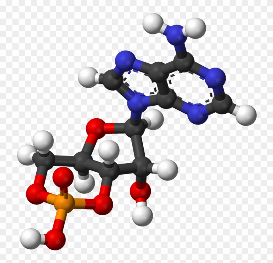 The Discoveries Concerning The Mechanisms Of The Action - Adenosine Monophosphate Clipart
