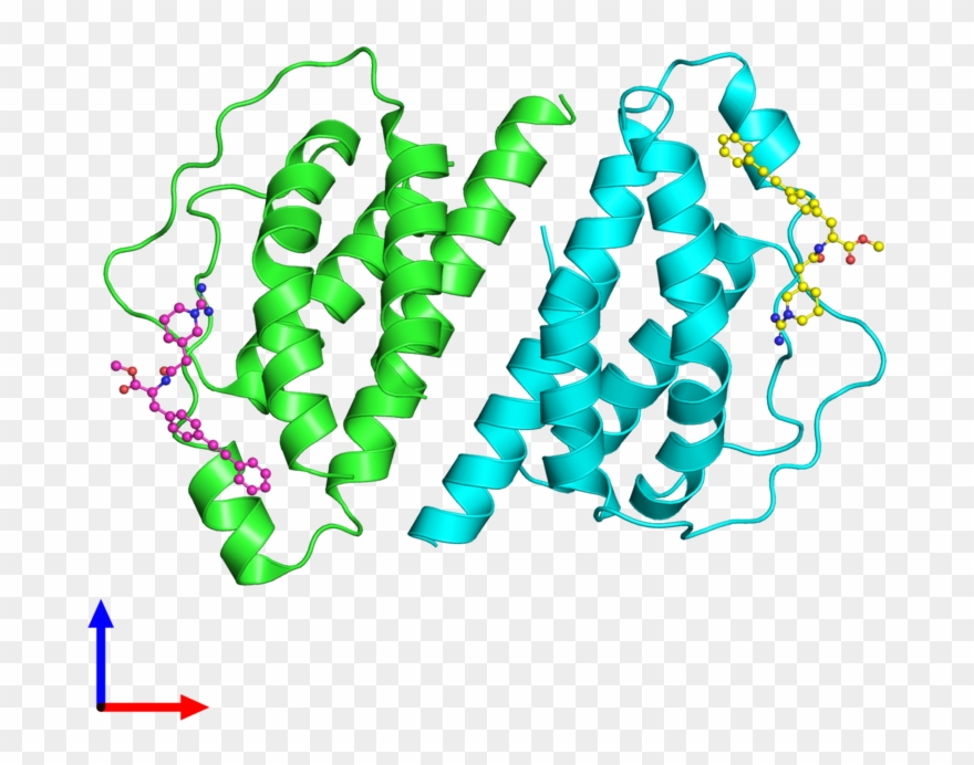 Ribbon Structure Of 1m48 - Illustration Clipart