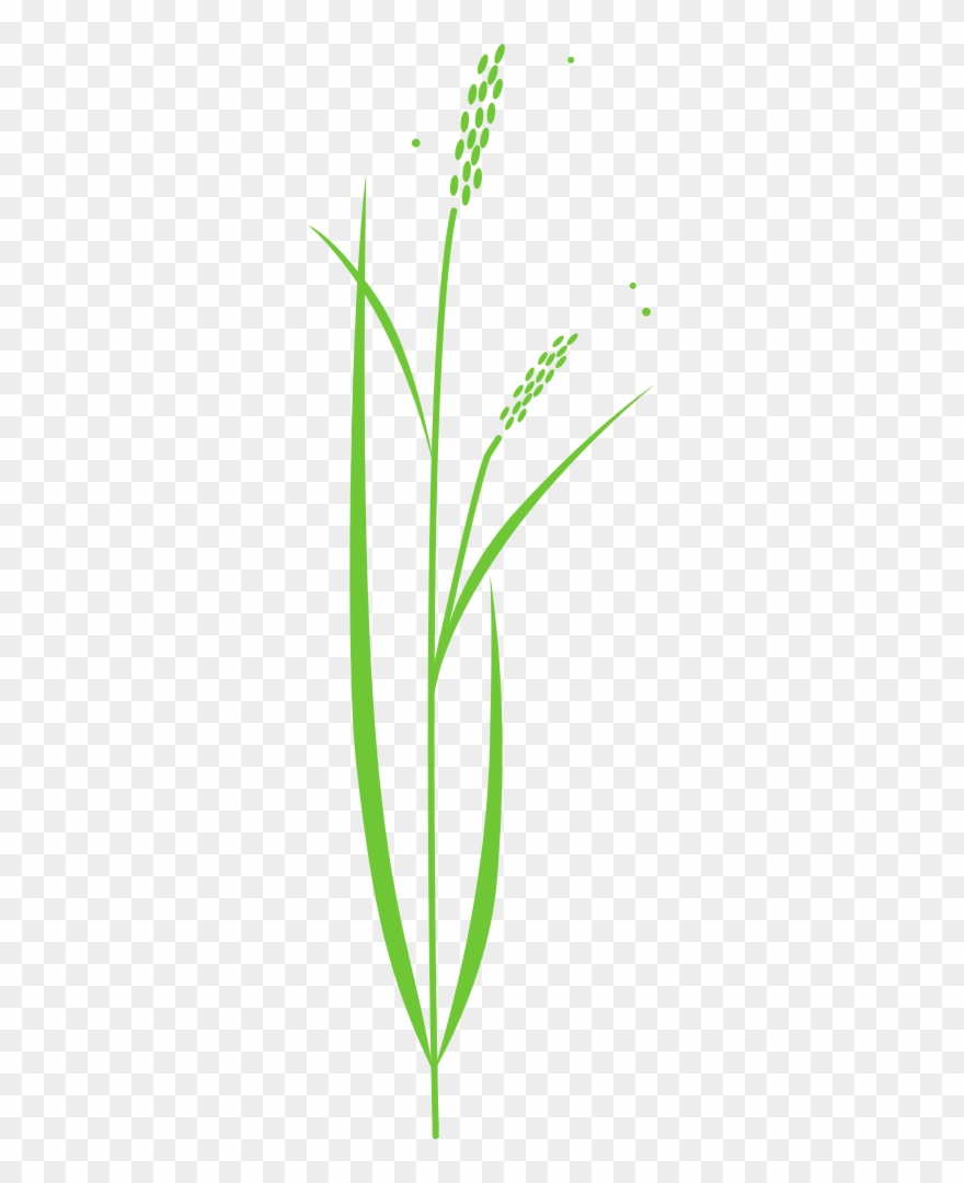 Rice Plant - Drawing Of Rice Plant Clipart