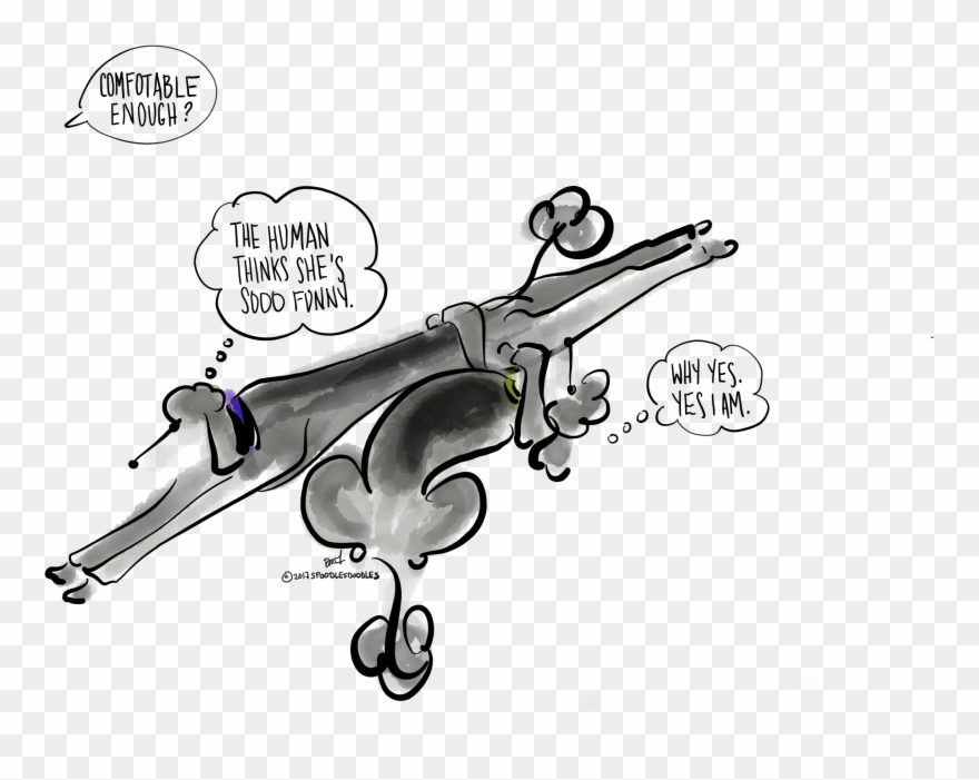 Standard Poodles, Poodles - Cartoon Clipart