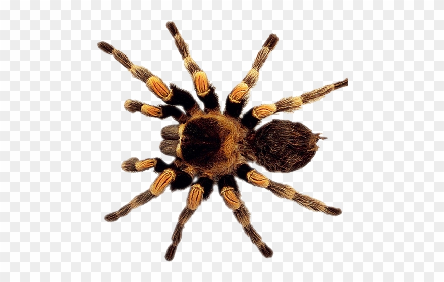 Graphic Black And White Stock Legend Of The Christmas - Vertebrate / Invertebrate Classification Cards From Clipart