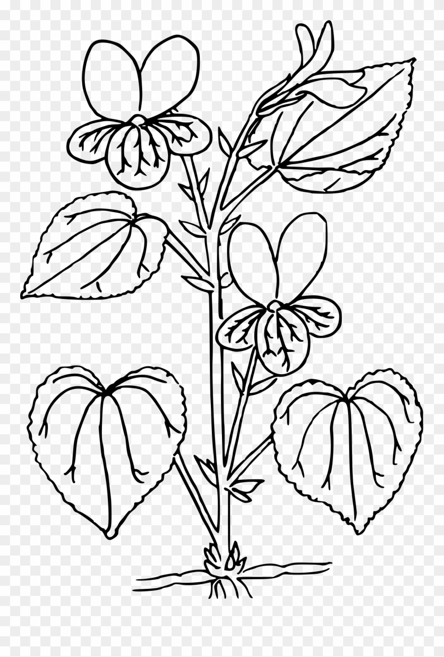 Big Image - Fiore Viola Disegno Da Colorare Clipart