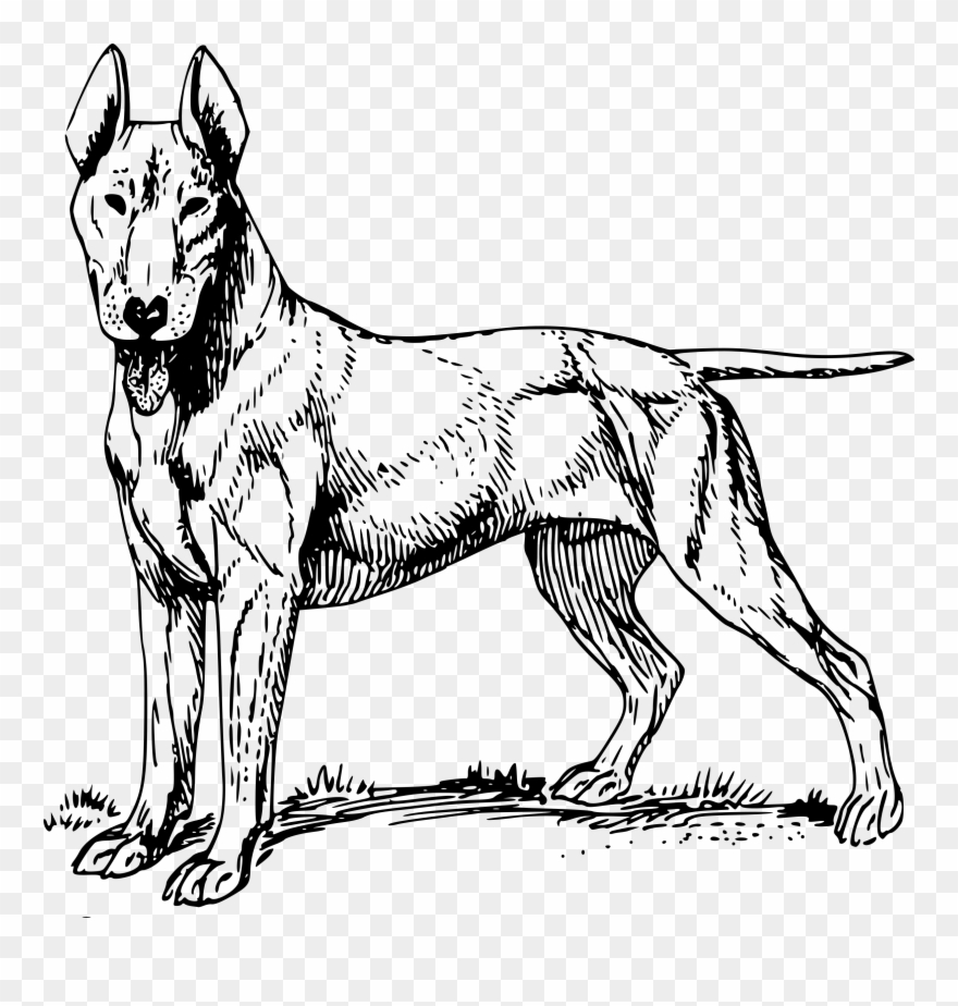 Bull Terrier Transparent Stock - Bull Terrier Sketch Shower Curtain Clipart