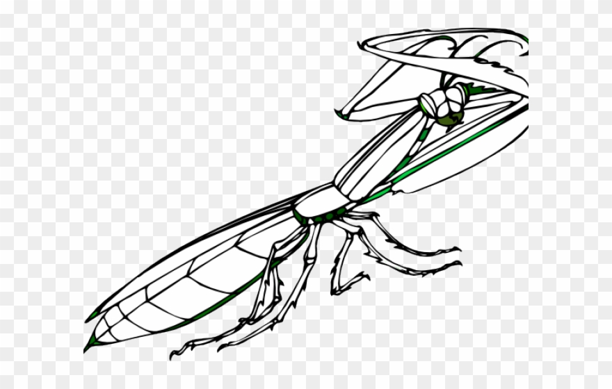Praying Mantis Clipart - Mantis - Png Download