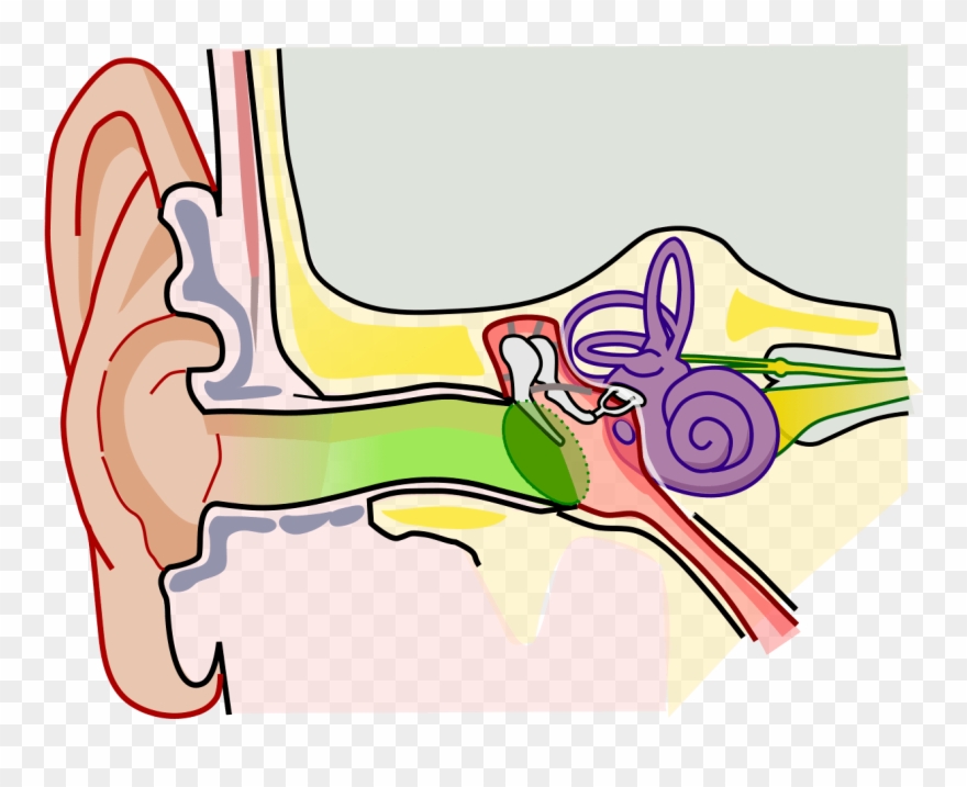 Human Ear Parts Structure Clipart