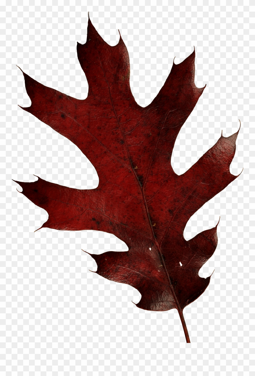 Autumn Leaves, Alphabet, Plant, Fall Leaves, Alpha - Oak Leaf Fall Png Clipart