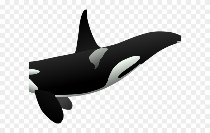 Humpback Whale Clipart Paus - Killer Whale Full Body - Png Download