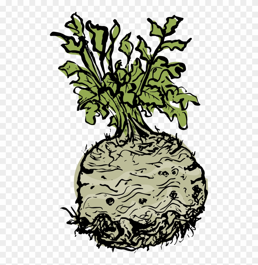 Celeriac - Illustration Clipart