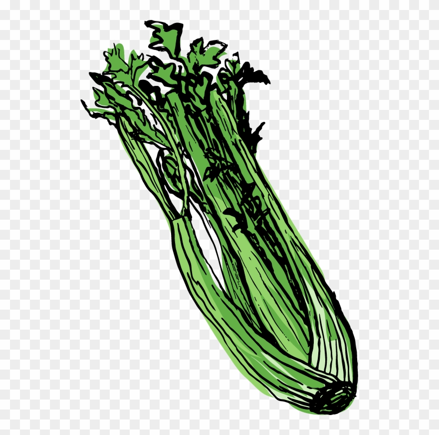 Celery - Food Clipart