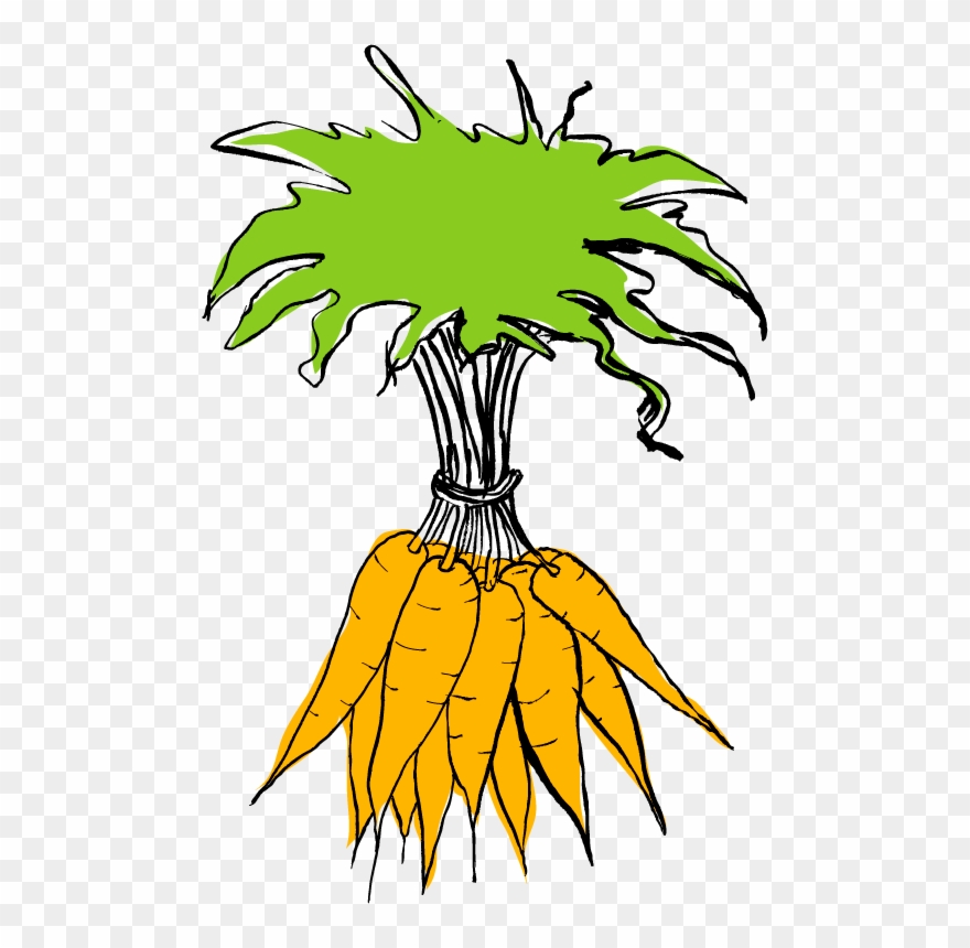 Carrots Clipart