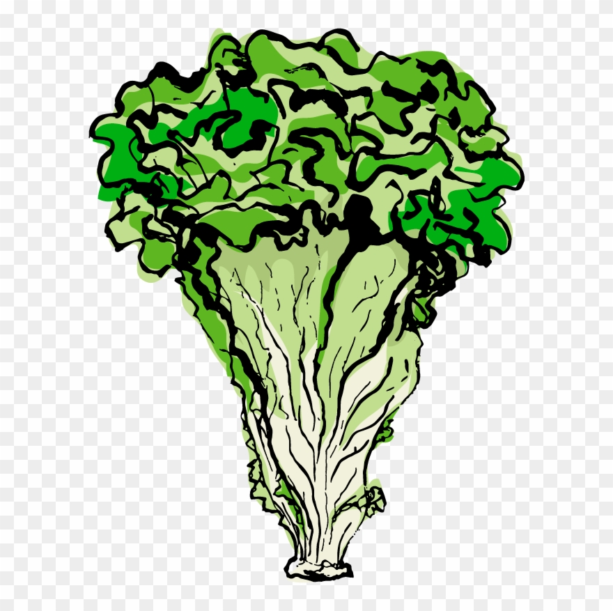 Lettuce Clipart