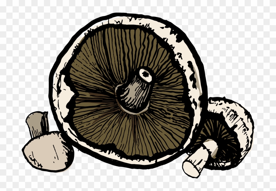 Mushrooms - Illustration Clipart