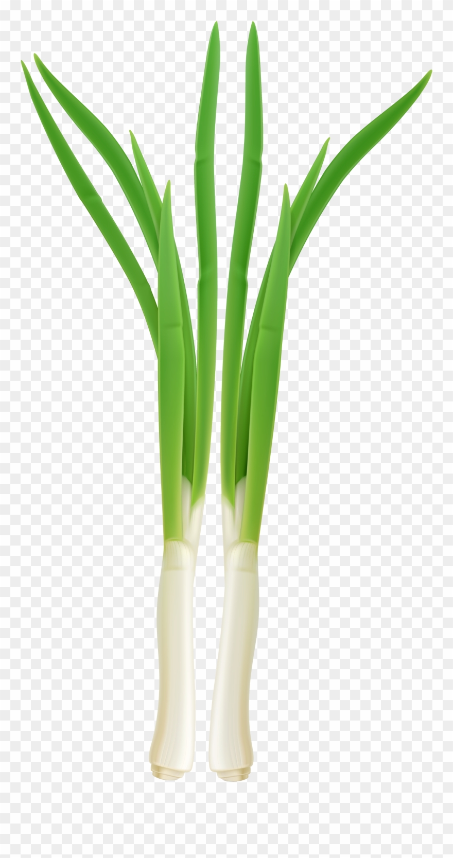 Onion Plant Png Clip Art Transparent Stock - Onion