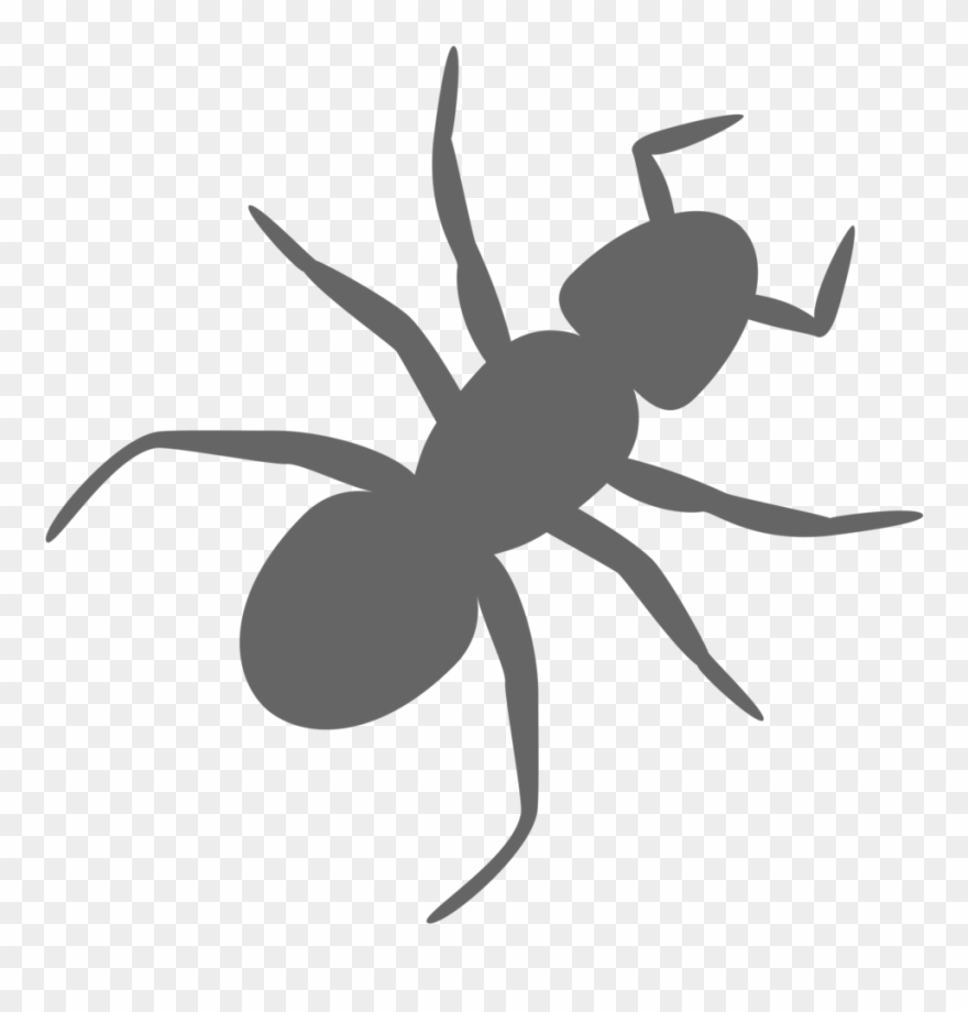 Ant Free Stock Photo - Ant With Transparent Background Clipart