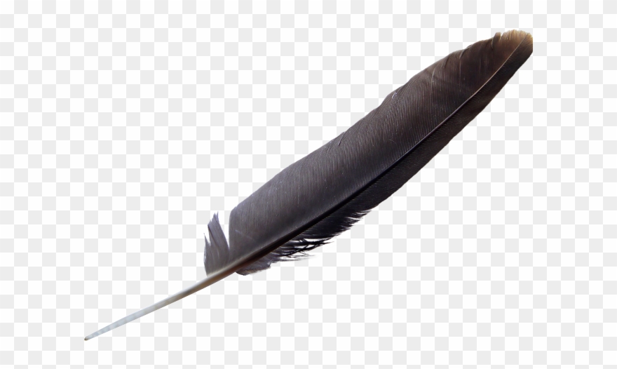 Quill Clipart Transparent Background - Bird Feather Png