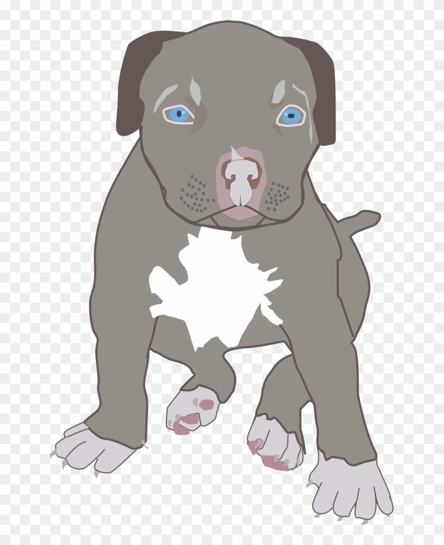 Pit Bull Puppy - Blue Nose Pitbull Clipart - Png Download