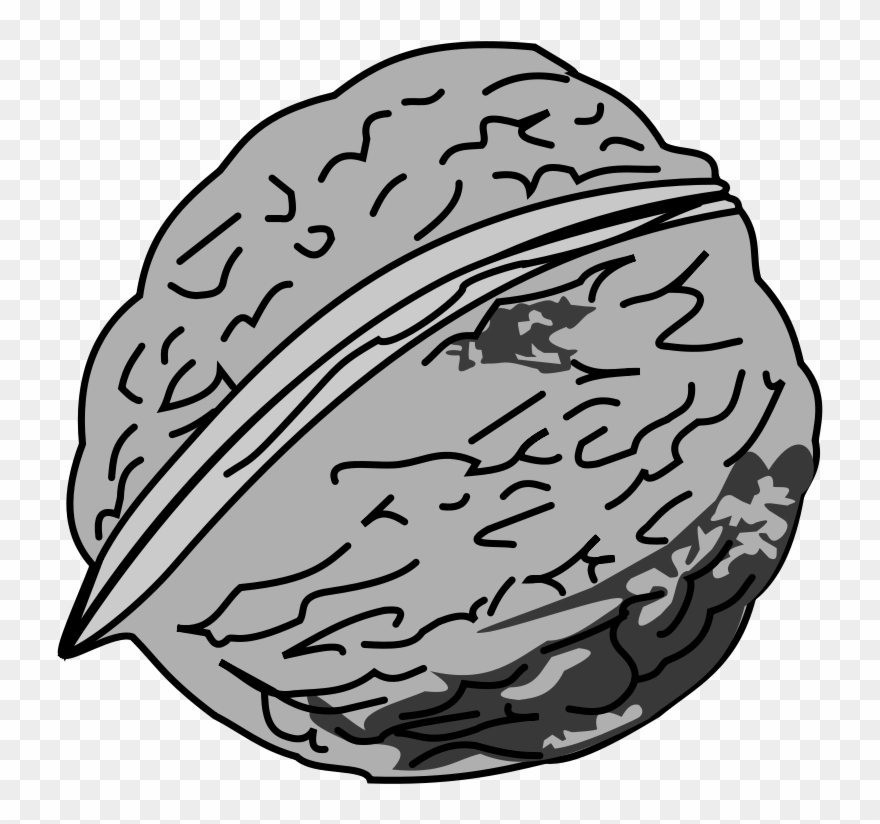 Free Clipart - Walnut - Black And White Picture Of Walnut - Png Download