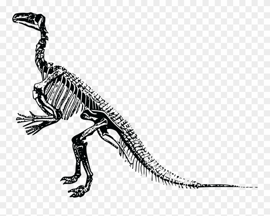 Free Clipart Of A Dinosaur Skeleton - Dinosaur Skeleton Png Transparent Png