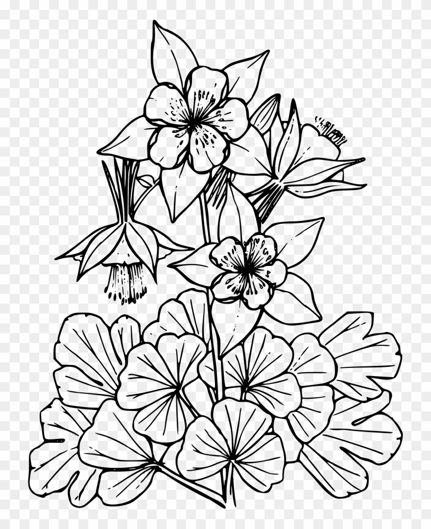 Colorado Blue Columbine - Colorado Columbine Flower Png Clipart