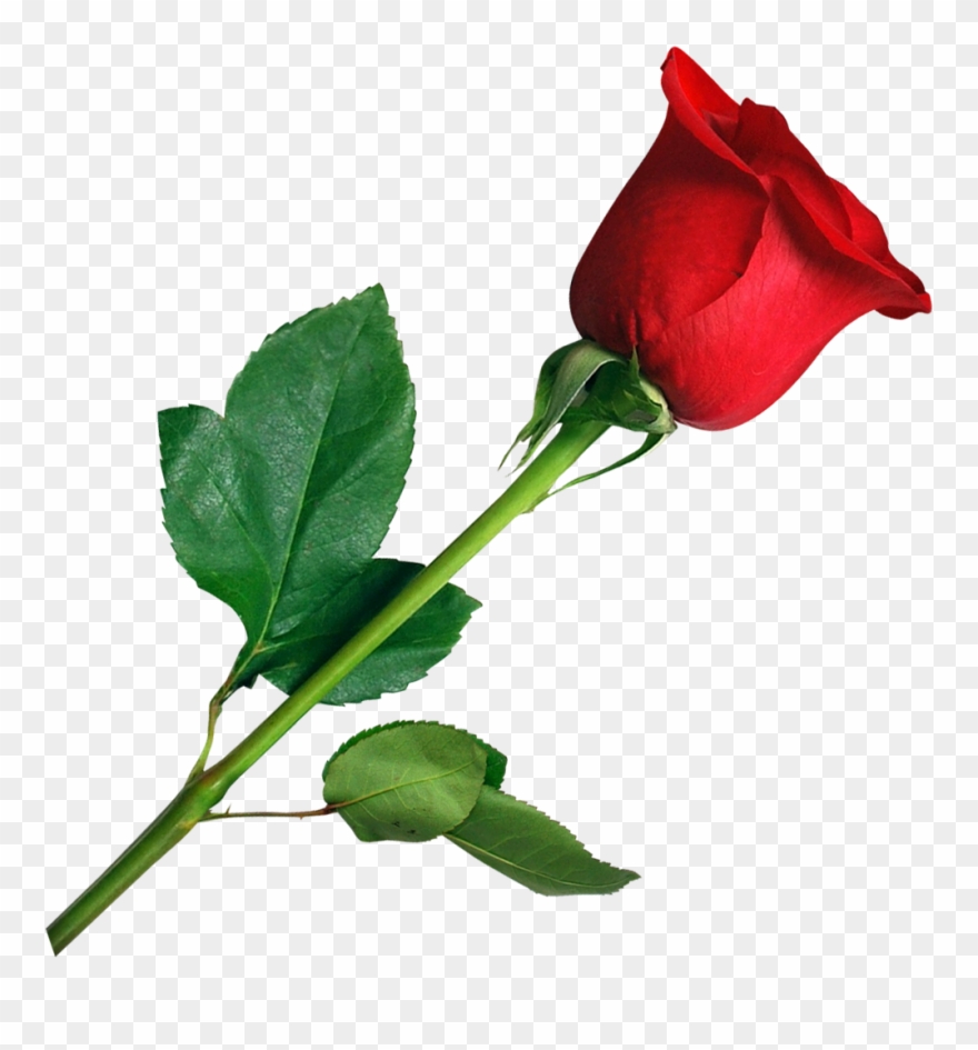 Rose Png Transparent Image Pngpix Pink Rose Clip Art - Png Hd