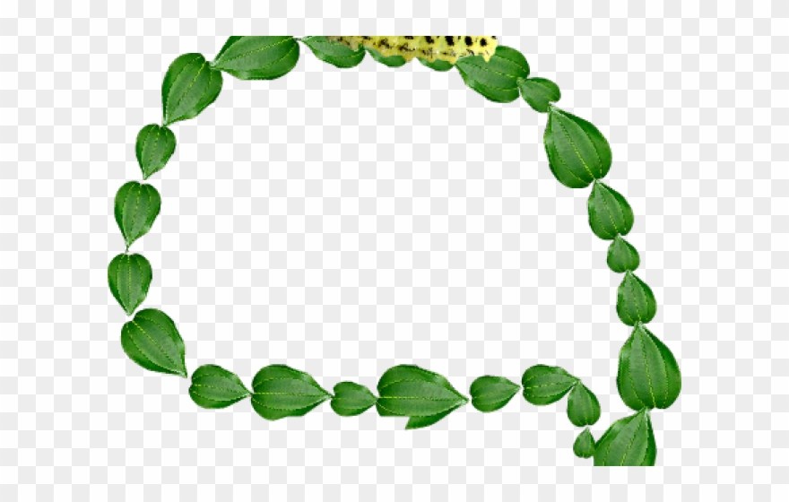 Rainforest Clipart Plant Biology - Bracelet - Png Download