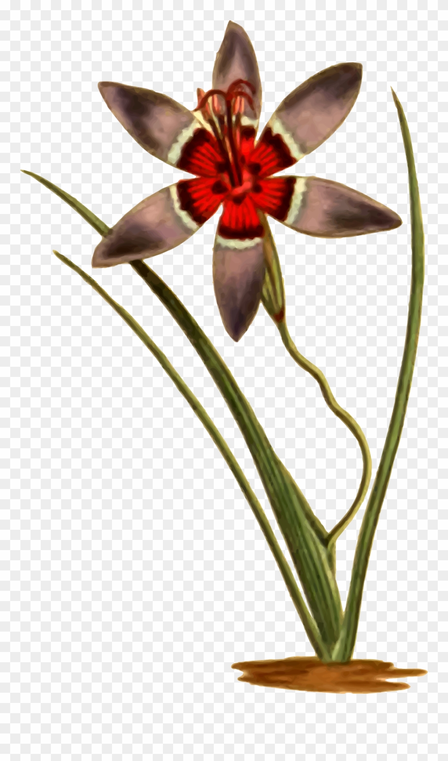 Big Image - Tulipa Humilis Clipart