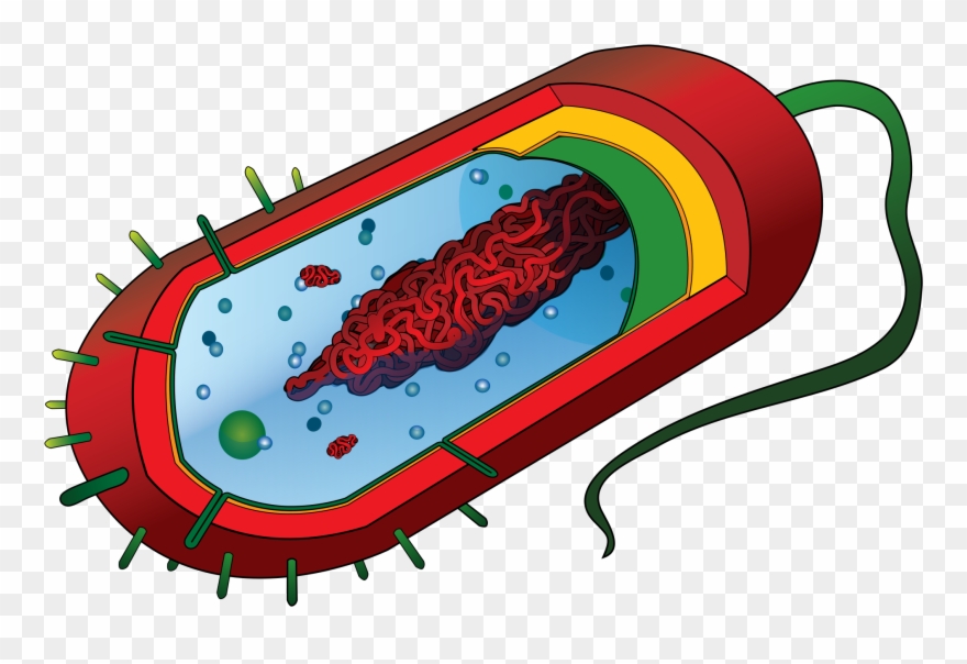 Open - Prokaryotic Cell Diagram Unlabeled Clipart
