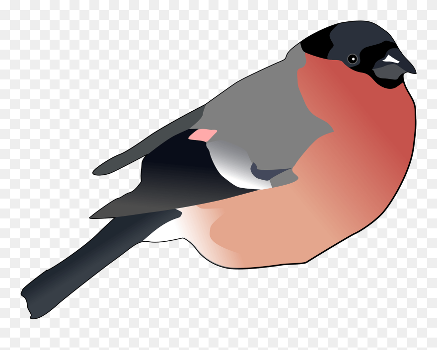 Blackbird Clip Art - Bullfinch Clipart - Png Download