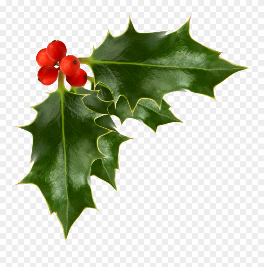 Holly Pictures With Berries - Christmas Holly No Background Clipart