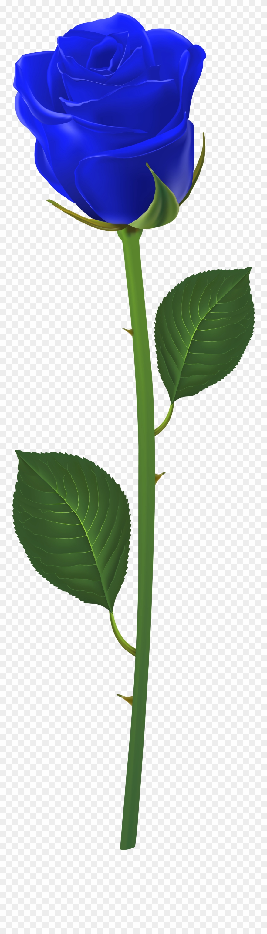 Long Stem Purple Rose Clipart