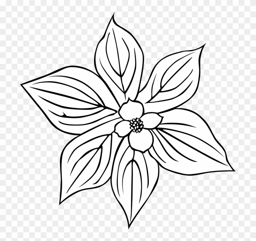 Flower Petal Plants Common Daisy Outline - Pink & White Daffodil Mugs Clipart