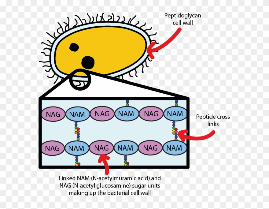 Free Peptidoglycan Cross Linking Clipart