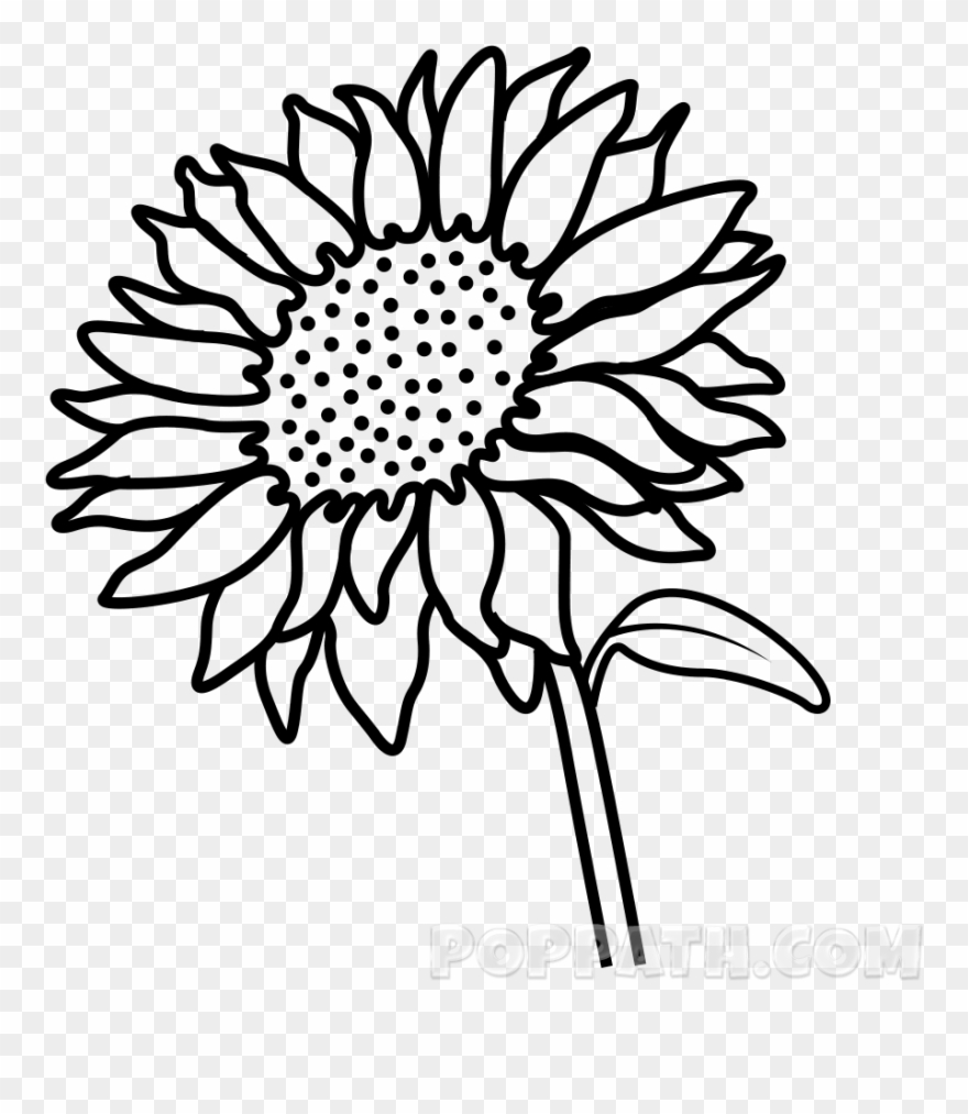 Stem Drawing Sunflower - Sunflower Picture For Drawing Clipart