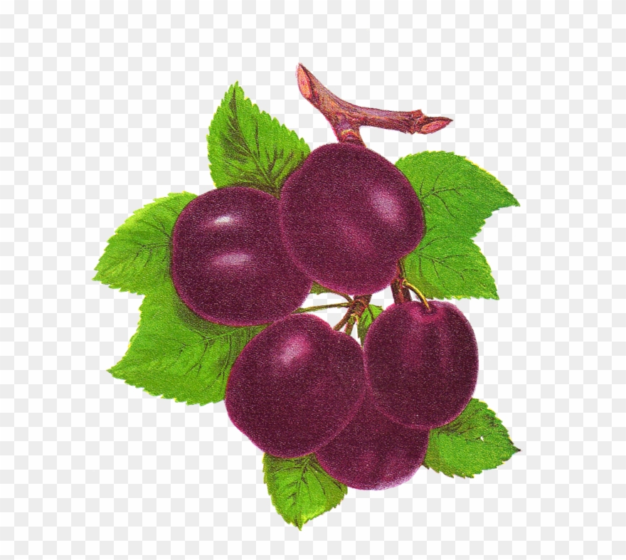 Publicat De Eu Ciresica La - Plum Clipart