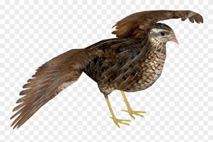 Png Hd Transparent Images Pluspng King Tamara - Common Quail Clipart