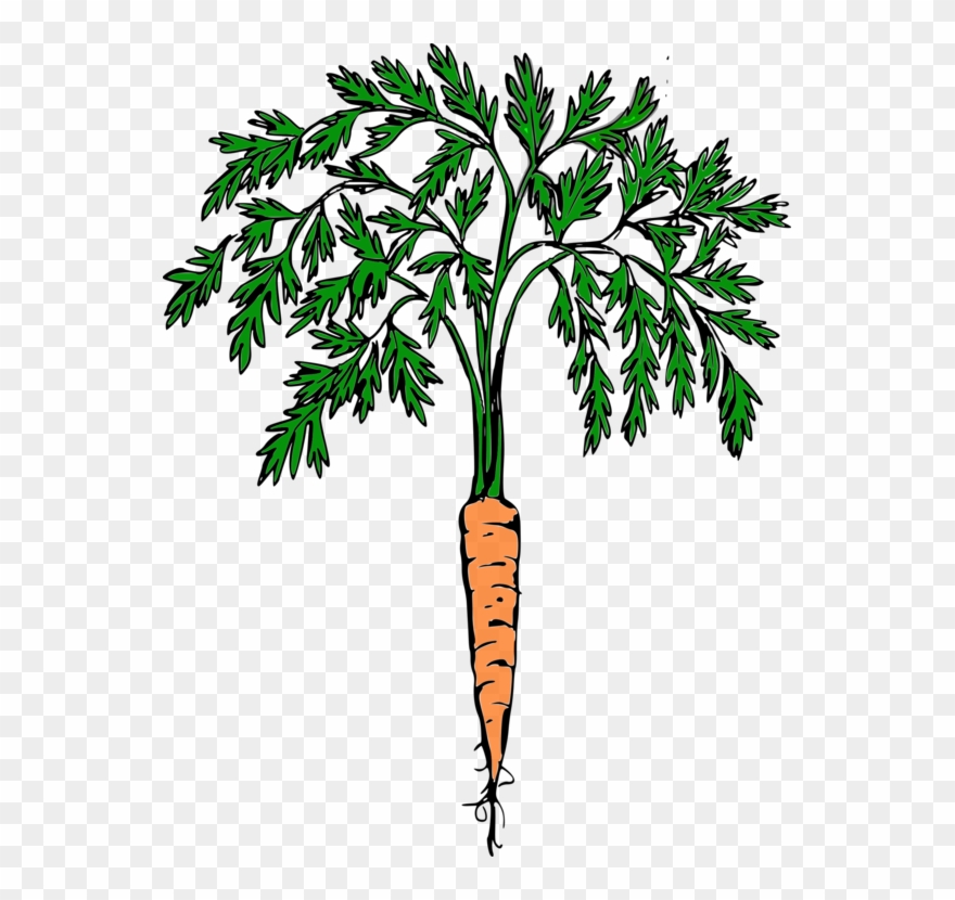 All Photo Png Clipart - Carrot Clip Art Transparent Png