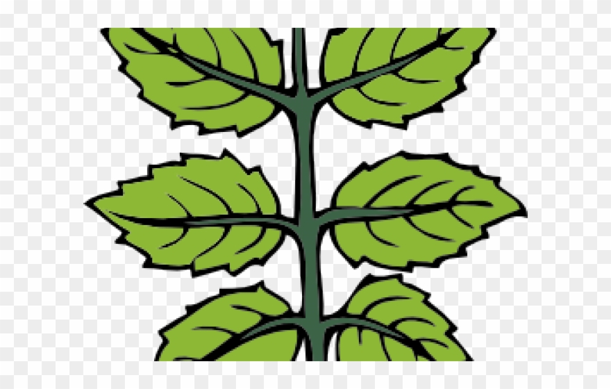 Mint Clipart Mint Plant - Mint Clipart - Png Download