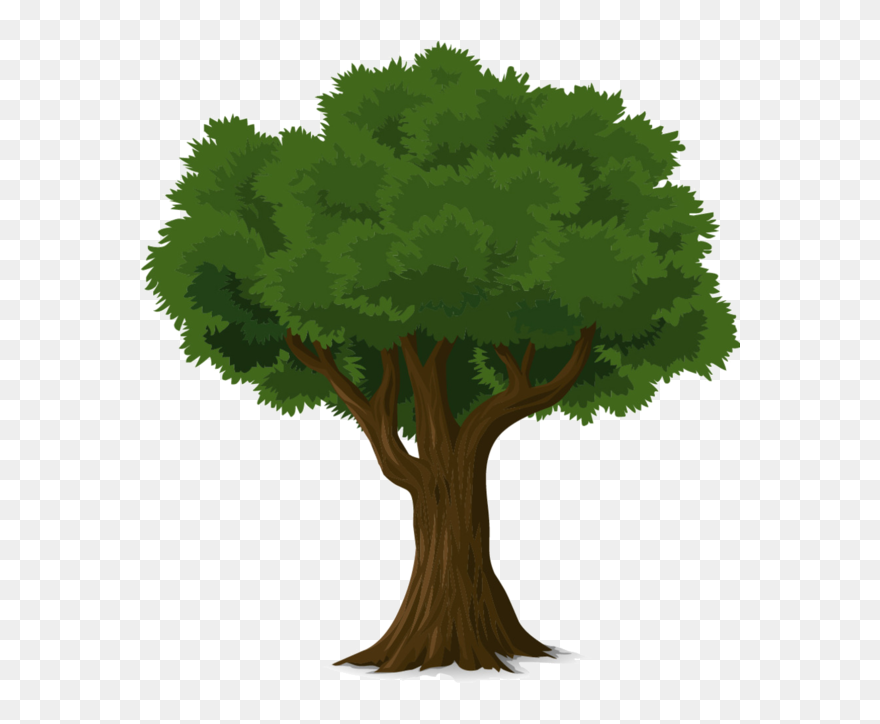 Clip Art Tree Fresh Arbres Page 10 Clipart Pinterest - Natural Resources Trees - Png Download